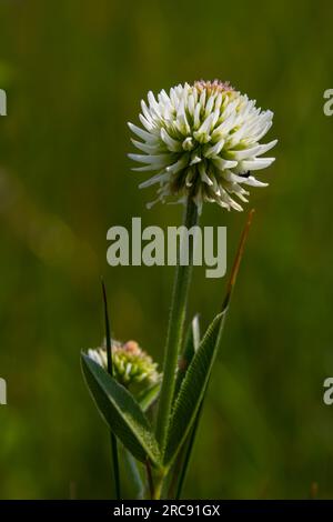 Trifolium montanum, Bergklee Wiese im Sommer. Sammeln von Heilkräutern für die nicht-traditionelle Medizin. Weichzeichner. Stockfoto