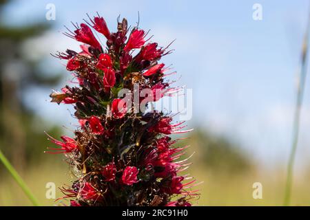 Rote Blüten von russischem Bugloss, Echium russicum Echium rubrum, Pontechium maculatum Blume auf dem Feld. Stockfoto