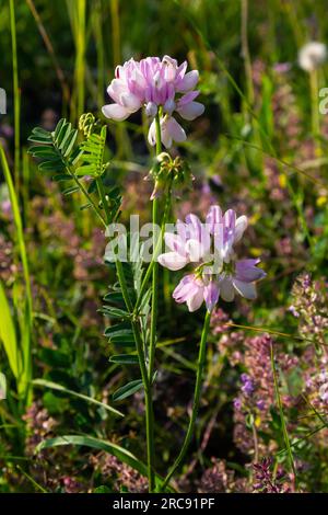 Securigera varia oder Coronilla varia, allgemein bekannt als Kronenvetch oder violetter Kronenvetch. Stockfoto