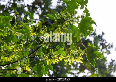 Nahaufnahme der rötlich-rosa reifen Früchte des Ahorns. Stockfoto