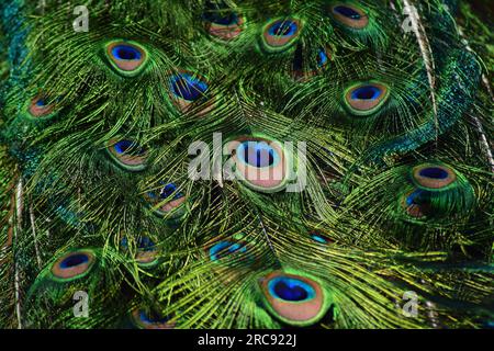 Peacock Feathers Hintergrund. Farbenfrohes Muster des Pfauenschwanzes. Stockfoto