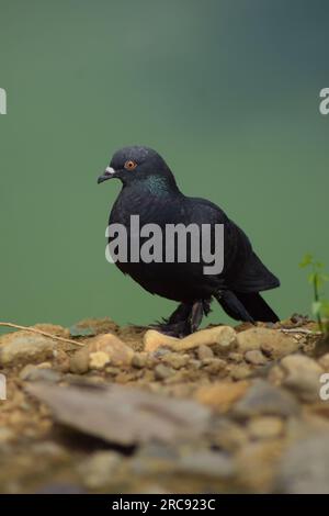 Eine Taube, die am See sitzt. Wunderschöne schwarze Taube. Wilde Taube oder Felsentaube. Stockfoto