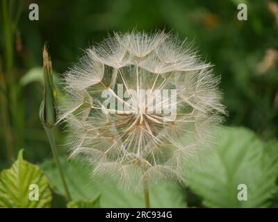 Nahaufnahme des Gemeinsamen Löwenzahn - Taraxacum officinale Stockfoto