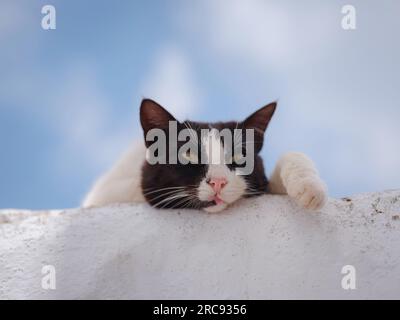 Katzen liegen auf den Dächern der weißen Häuser der Stadt Lindos. Streunende oder wilde Katzen auf der Insel Rhodos in Griechenland. Historisches Wahrzeichen in der Altstadt. Stockfoto