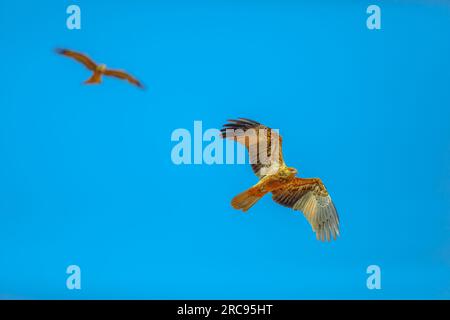 Zwei Pfeifdrachen, Haliastur sphenurus, mit gingeriebarbenen Federn fliegen gegen den blauen Himmel. Desert Park in Alice Springs, Northern Territory Stockfoto