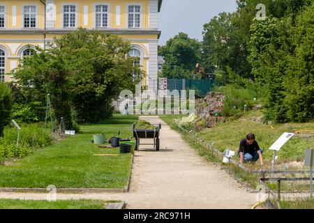 Bonn, Deutschland - 22. Mai 2023 : Blick eines professionellen Gärtners im botanischen Garten Poppelsdorf Bonn Deutschland Stockfoto