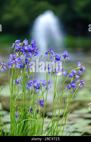 Blick auf die Blume der sibirischen Iris Stockfoto