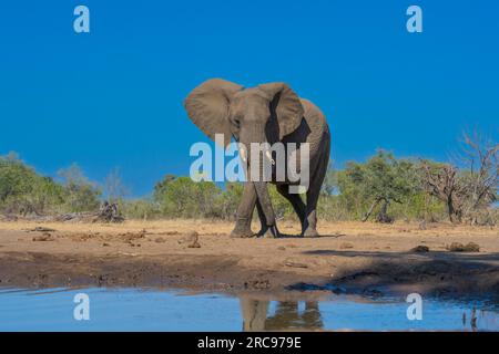 Afrikanische Elefanten im Mashatu Euphorbia Game Reserve in Botswana. Stockfoto