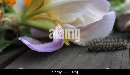 Flauschige Raupe auf Holzzaun mit violetten Blumen im Hintergrund. Ländlicher Osten TX Stockfoto