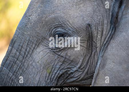 Afrikanische Elefanten im Mashatu Euphorbia Game Reserve in Botswana. Stockfoto