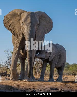 Afican Elephants im Mashatu Euphorbia Game Reserve in Botswana. Stockfoto