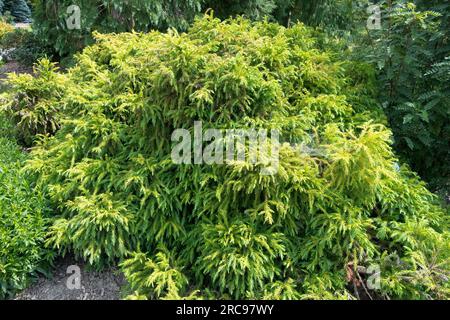 Japanische Zeder Cryptomeria japonica „globosa Nana“ Stockfoto