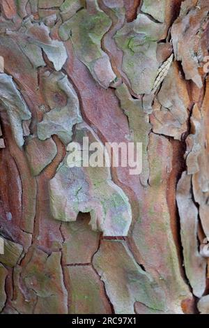 Calocedrus, Baum, Rinde, Schale, Textur, Calocedrus decurrens, Rinde schälen Stockfoto