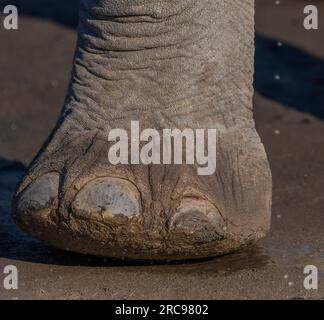 Afrikanische Elefanten im Mashatu Euphorbia Game Reserve in Botswana. Stockfoto