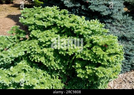 Japanische Larche, Larix kaempferi „Blue Ball“, wachsen kompakt oder flach sphärisch, niedrig, kultivar, Garten Stockfoto