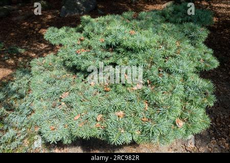 White Fir Abies Concolor „Piggelmee“, habitus flach sphärisch, verwesender Stockfoto