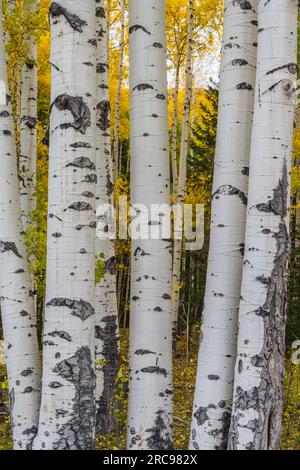 Herbstfarben in Aspen Trees bei Telluride, Colorado. Stockfoto