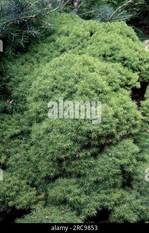 Alberta Spruce, Picea glauca „Lilliput“, Kanadische Fichte, Weiße Fichte, Nadelholz, langsam wachsender Nadelbaum Stockfoto