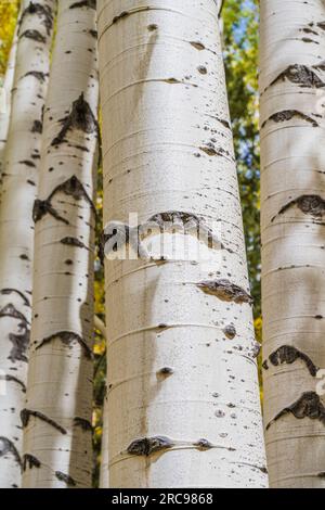 Herbstfarben in Aspen Trees bei Telluride, Colorado. Stockfoto