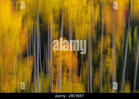 Herbstfarben in Aspen Trees bei Telluride, Colorado. Stockfoto