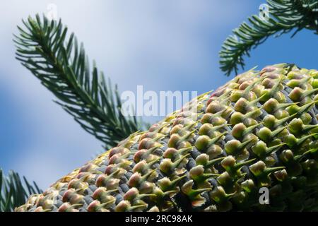 Abies-Konus-Texturoberfläche Nahaufnahme Edeltanne, Abies procera Stockfoto