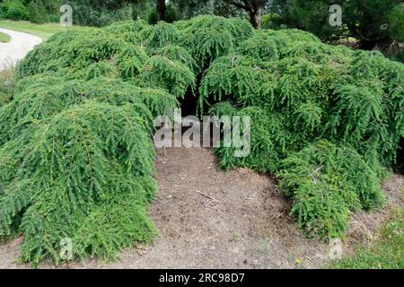 Weeping Hemlock, Tsuga canadensis „Pendula“, kanadische Hemlock, Prostrate Growth Tree, Garten Stockfoto