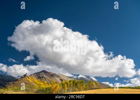 Herbstfarben in Aspen Trees bei Telluride, Colorado. Stockfoto