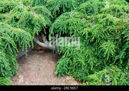 Weeping Hemlock, Tsuga canadensis „Pendula“ Stockfoto