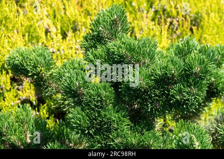 Pinus uncinata „Jacobsen“, Niedrig, Zwerg, Kiefer, Nadelbäume, Baum Stockfoto