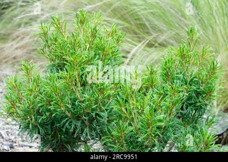 Eastern White Pine Pinus Strobus „Tiny Kurls“ alias Pinus Strobus „Tiny Curls“ Stockfoto