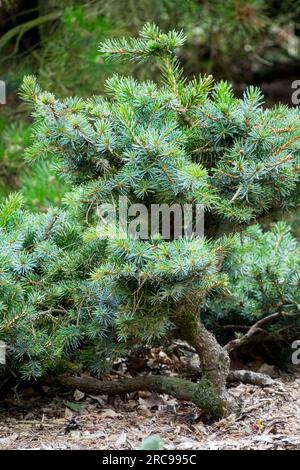 Alpin, Zwerg, Baum, Fichte, langsam wachsender, Nadelbäume, Sitka Spruce, Picea sitchensis „Oma“ Stockfoto