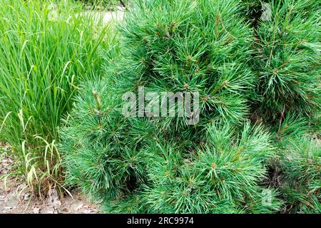 Scotch Pine Pinus sylvestris 'Viridis Compacta' im Garten Stockfoto