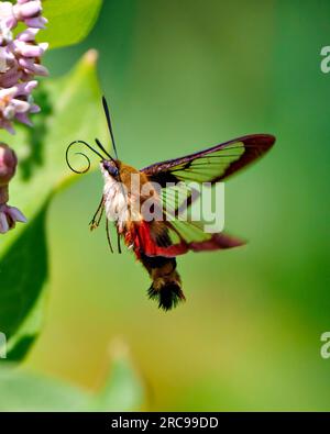 Kolibri Clear Wing Moth Nahaufnahme Seitenansicht flattern über einer Milchkraut Pflanze und Trinken Nektar mit grünem Hintergrund in seiner Umgebung. Stockfoto