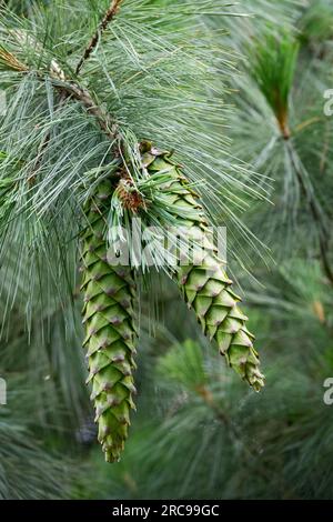 Zwei Zapfen auf Nadelästen Pino Cahuite, mexikanische Weiße Kiefer, Pinus Ayacahuite Zapfen weiblich Stockfoto
