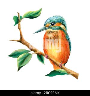 Kingfisher auf einem Ast mit Blättern. Originelle Illustration, mein eigenes Kunstwerk. Stockfoto