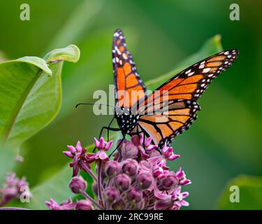 Monarch Butterfly schlürfen oder trinken Nektar aus einer Milchkraut-Pflanze mit einem unscharfen grünen Hintergrund in seiner Umgebung und Umgebung. Schmetterling. Stockfoto