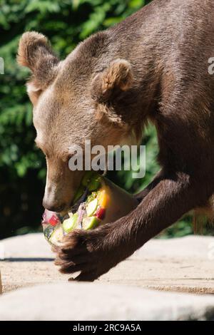 Ein Braunbär genießt ein „Eis“ aus verschiedenen Früchten, um die hohen Temperaturen einer Hitzewelle im Zoo Aquarium am 13. Juli 2023 in Madrid zu bekämpfen, Stockfoto