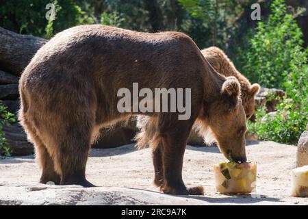 Ein Braunbär genießt ein „Eis“ aus verschiedenen Früchten, um die hohen Temperaturen einer Hitzewelle im Zoo Aquarium am 13. Juli 2023 in Madrid zu bekämpfen, Stockfoto