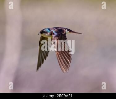 Schwalbenfliegen mit Spreizflügeln mit bunten Hintergründen in seiner Umgebung und Umgebung. Fliegender Vogel. Vogel im Flug. Stockfoto