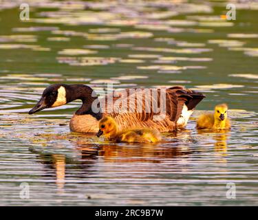 Kanadagänse und Babygosling schwimmen auf dem See und genießen ihre Umgebung und ihren Lebensraum. Gänsebild. Stockfoto