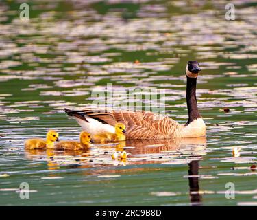 Kanadagänse und Babygosling schwimmen auf dem See und genießen ihre Umgebung und ihren Lebensraum. Gänsebild. Stockfoto