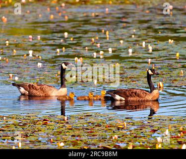 Kanadagänse und Babygosling schwimmen auf dem See mit Seerosen und genießen ihre Umgebung und ihren Lebensraum. Gänsebild. Stockfoto