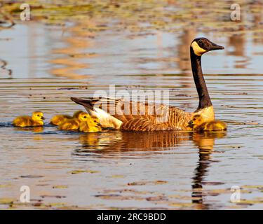 Kanadische Gänse mit Gosling-Babys, die in ihrer Umgebung und ihrem Lebensraum mit Seerosenpolstern schwimmen und ihren Tag genießen. Gänsebild. Porträt. Stockfoto