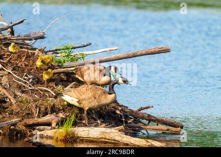 Baby Canada Gänse Goslings Küken, die in Biberhütte geschlüpft sind. Neugeborene werden sowohl von den Eltern in ihrer Umwelt als auch in ihrem Lebensraum geschützt. Stockfoto