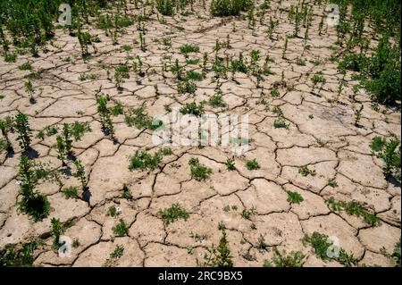 Getrockneter, gerissener Boden am Rand eines Breibohnenfeldes im Juli nach langer Zeit mit sehr wenig Regen. West Sussex, England. Stockfoto