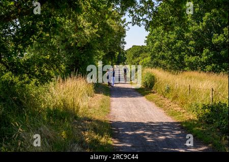 Drei Geher mittleren Alters und ein Radfahrer auf dem Downs Link Path, einer stillgelegten Bahnlinie. West Grinstead, West Sussex, England. Stockfoto