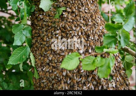 Ausgeschwaermtes Bienenvolk, Heinsberg, Nordrhein-Westfalen, Deutschland |Schwärmte Bienenkolonie , Heinsberg, Nordrhein-Westfalen, Deutschland| Stockfoto