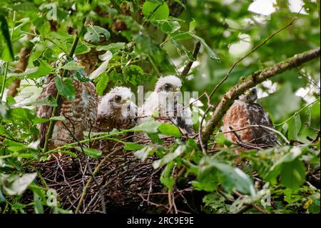Sperber (Accipiter nisus) Jungvoegel im Nest, Heinsberg, Nordrhein-Westfalen, Deutschland Eurasischer Sperber (Accipiter nisus) flüchtet im Nest Stockfoto