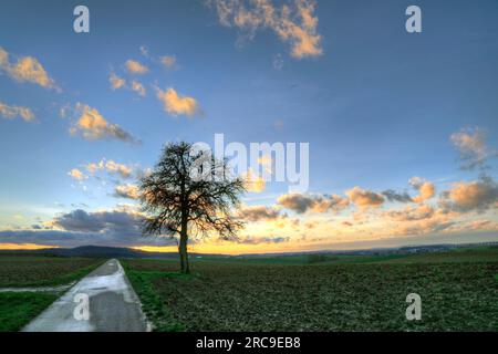 Baum im Sonnenuntergang bei Schwaigern im Kraichgau, Landkreis Heilbronn, Baden-Württemberg; Süddeutschland, Deutschland, Europa. Stockfoto