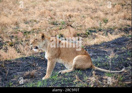 Löwin, Panthera Leo, Serengeti Nationalpark, UNESCO-Weltkulturerbe, Tansania, Afrika Löwin, Panthera leo, Serengeti National Park, UNESCO Welt ihr Stockfoto